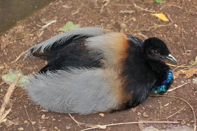 Grey-winged Trumpeter.