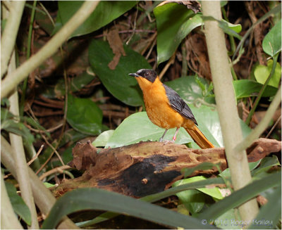 Snowy - crowned Robin - Chat.