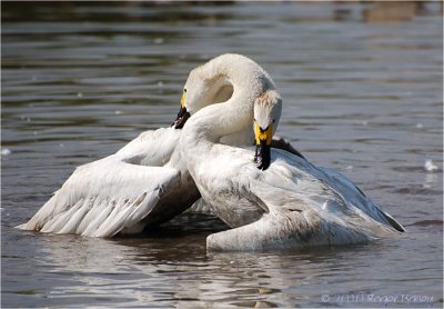 Berwick Swans.