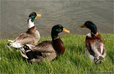 Mallard Drakes.