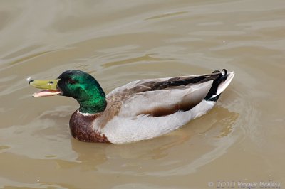 Mallard Drake