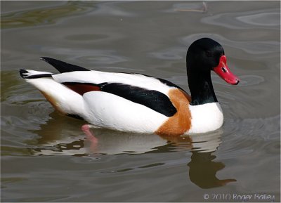 Common Shelduck