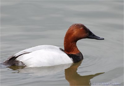 Canvasback Duck.