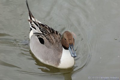 Northern Pintail