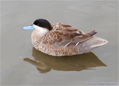 Puna Teal.