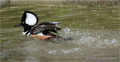 Hooded Merganser in a rush.