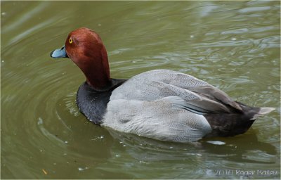 Hooded Pochard.