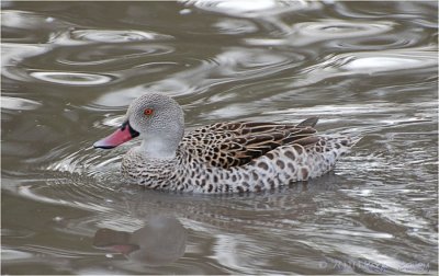 Cape Teal.