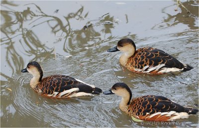 Wandering Whistling Duck.