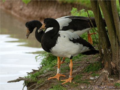 Magpie Goose.