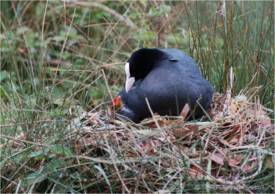Coot on nest with chick.