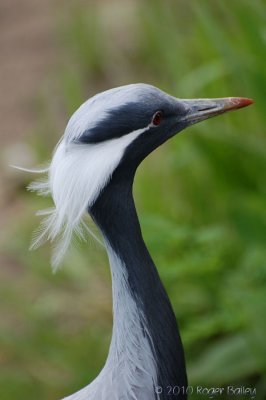 Demoiselle Crane.