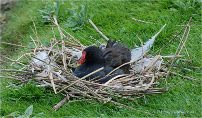 Moorhen on Nest.