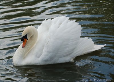 Mute Swan