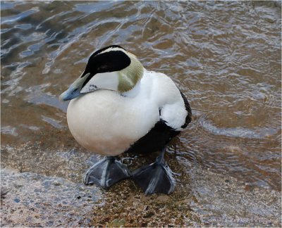 Eider Duck (male)