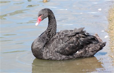 Australian Black Swan.