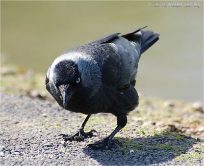 Jackdaw any chance of a free meal.
