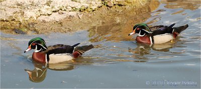 A pair of Wood Duck Males.
