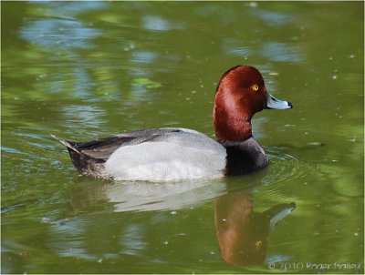 European Pochard.