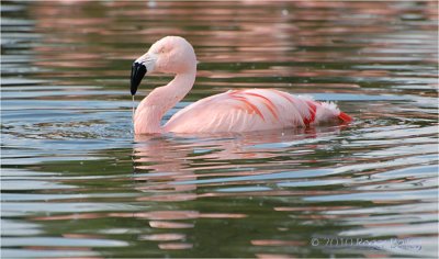 Chilean Flamingo.