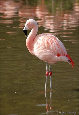 Chilean Flamingo.