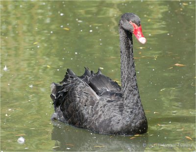 Black Swan.