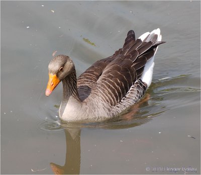 Greylag Goose.