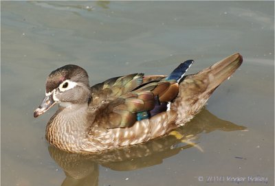 Wood Duck (female)