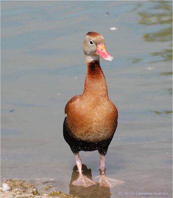 Fulvous Whistling Duck. 
