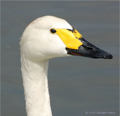 Berwick Swan