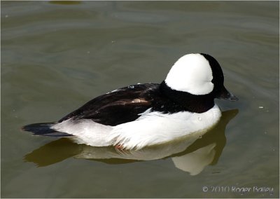 Bufflehead