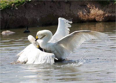 Fighting Berwick Swans