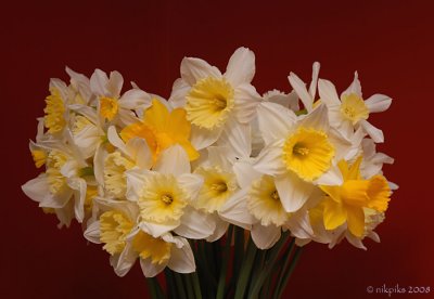 Daffodils.jpg