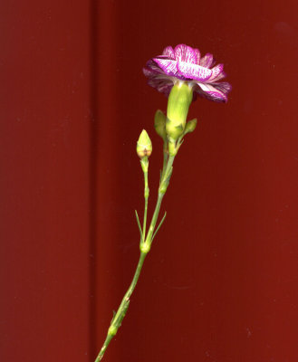 Carnation 2.