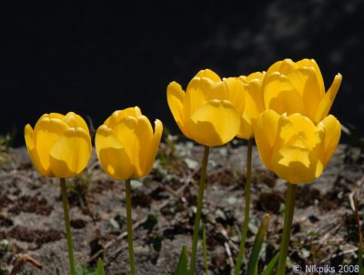 Back lit Tulips.