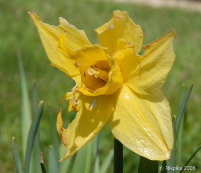 The last Daffodil.jpg