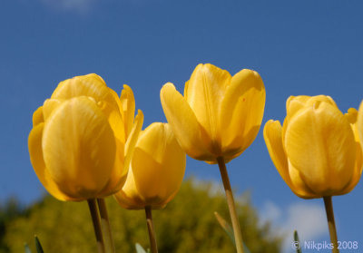 Yellow Tulips and sky.jpg