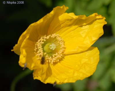 Welsh Poppy and visitor.