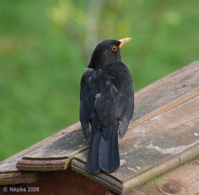 Blackbird - male.