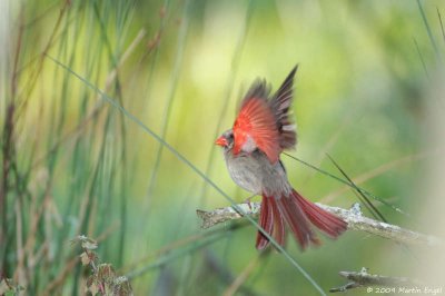 Northern Cardinal