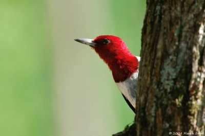 Red-headed Woodpecker