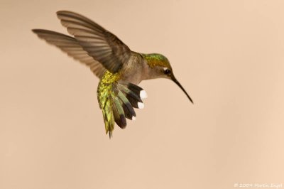 Ruby-throated Hummingbird