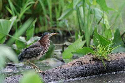 Juvenile Green Heron