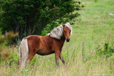 Wild pony in Grayson Highland State Park