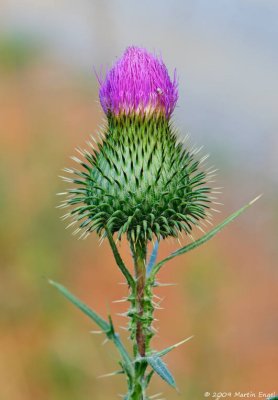 Purple Thistle