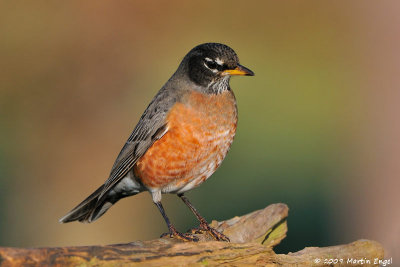 American Robin