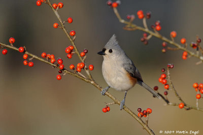Titmouse