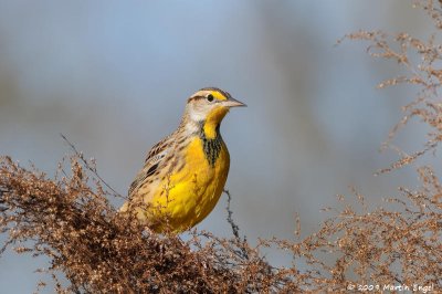 Eastern Meadowlark