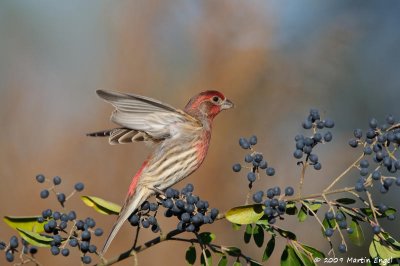 House Finch