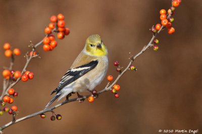 American Goldfinch